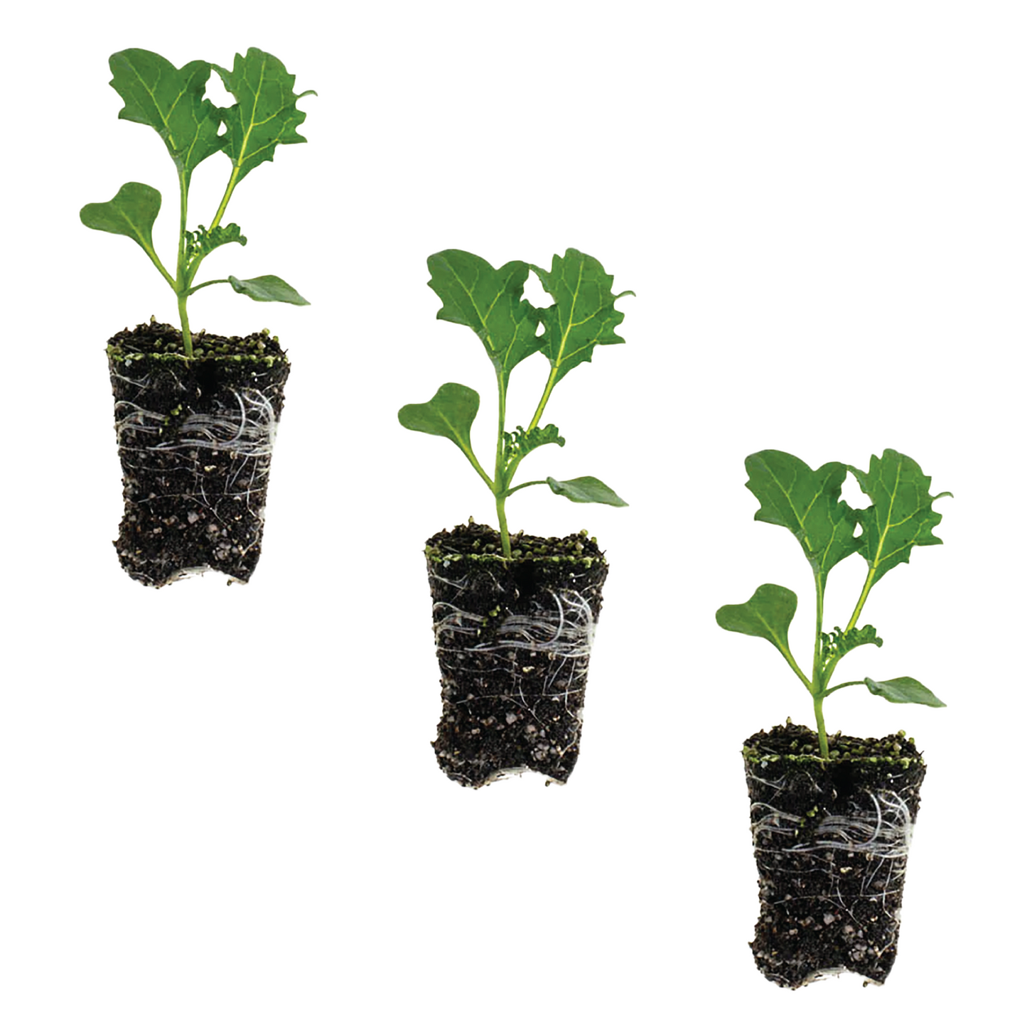 Kale Scotch Blue Curled Plantlings Live Baby Plants 1-3in., 3-Pack