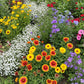 Rocky Mountain Mix Bulk Wildflower Seeds, 1lb - Ferry - Morse