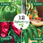 Assorted Peppers Plantlings Kits Live Baby Plants 1-3in., 12-Pack