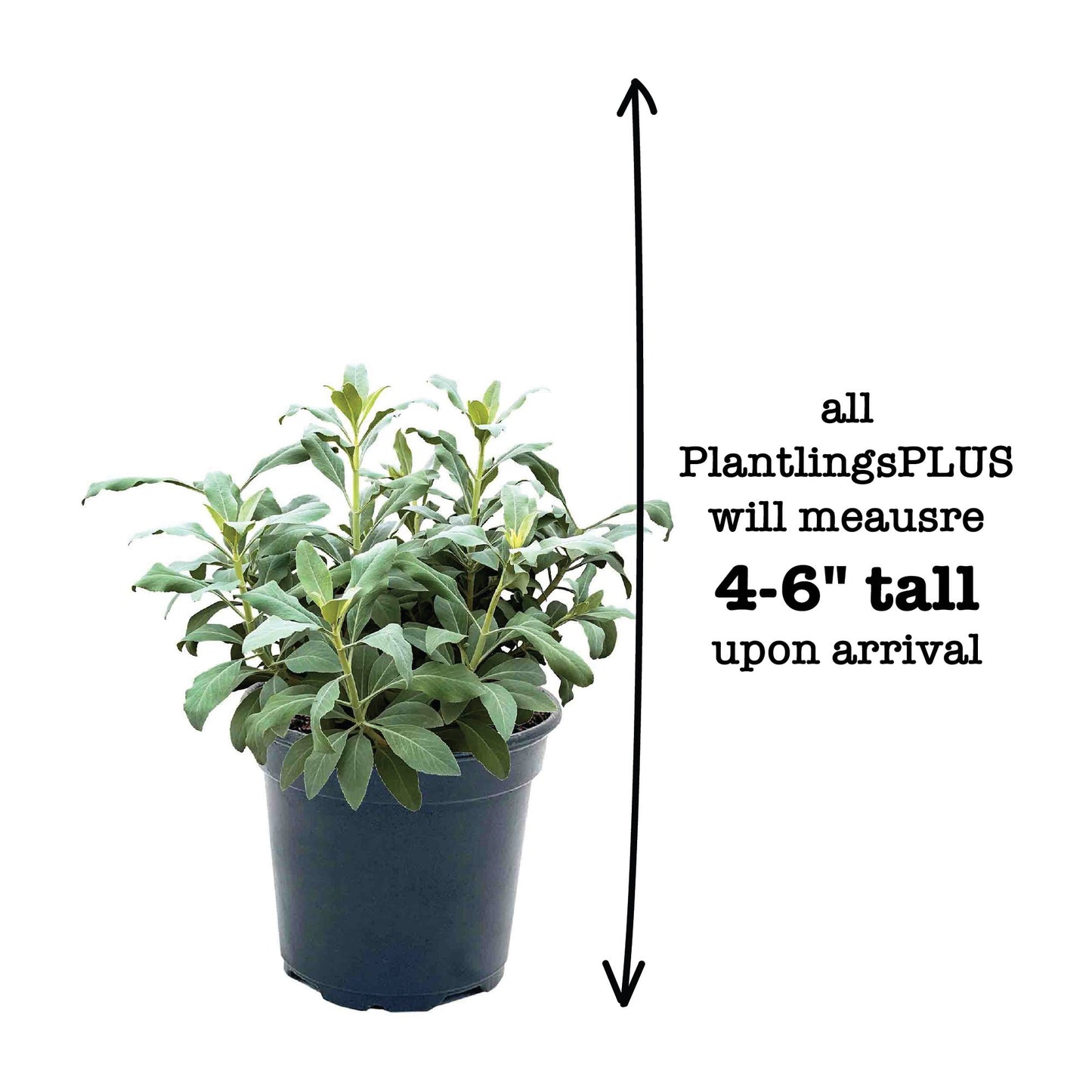Salvia Sallyfun Blue Ocean Plantlings Plus Live Baby Plants 4in. Pot, 2-Pack