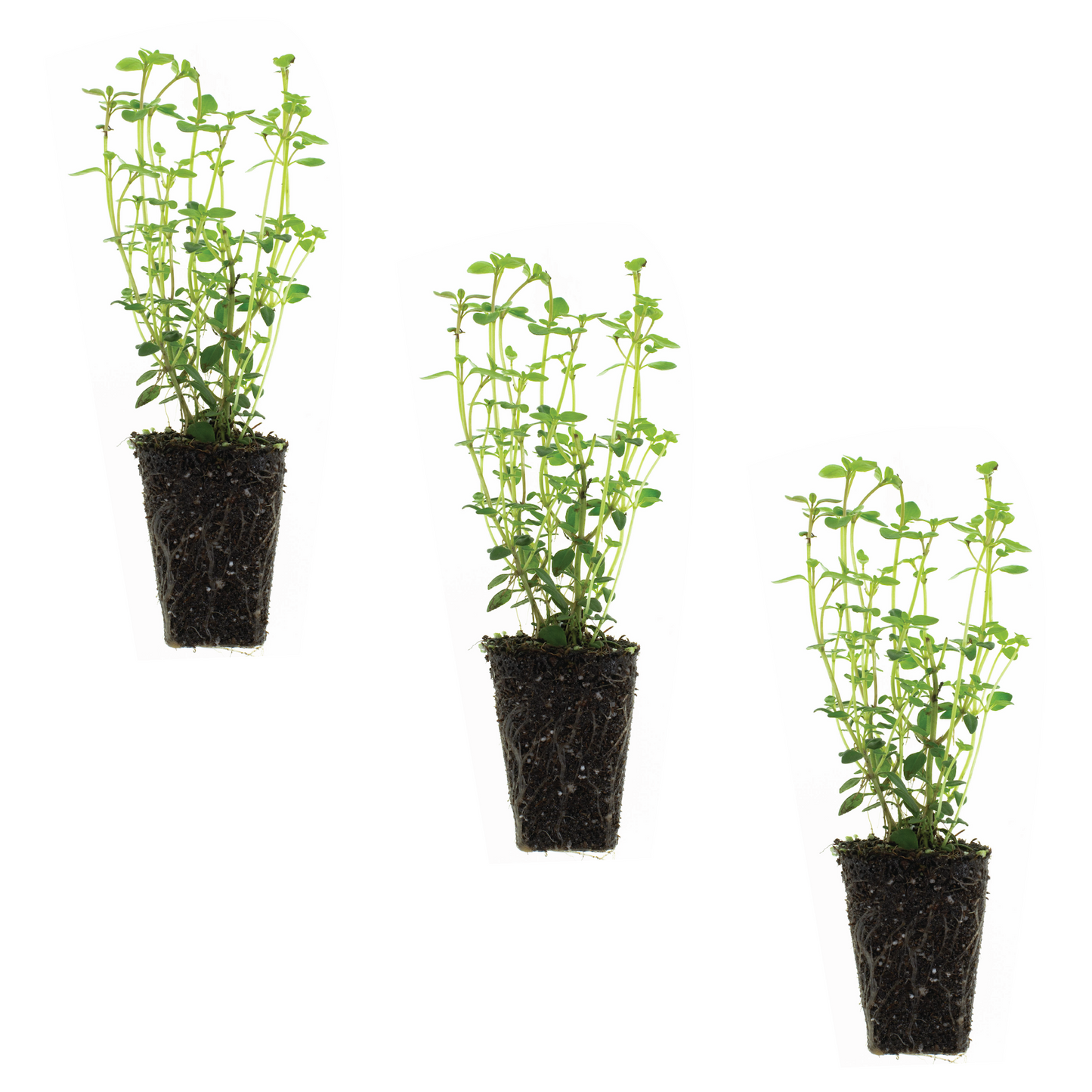 Thyme English Plantlings Live Baby Plants 1-3in., 3-Pack