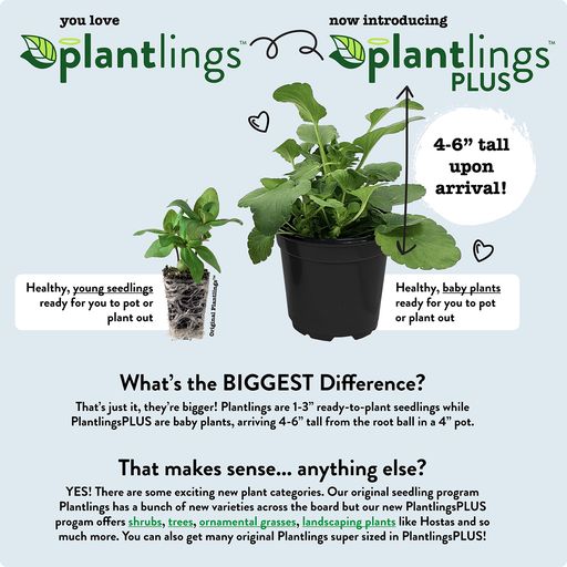Petchoa SuperCal® Premium Bonfire Mix Plantlings Plus Live Baby Plants 4in. Pot, 6-Pack