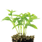 Basil Sweet Plantlings Live Baby Plants 1-3in., 3-Pack