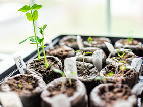 Young seedlings growing out of labeled Jiffy seed starting peat pellets inside of a Jiffy greenhouse.