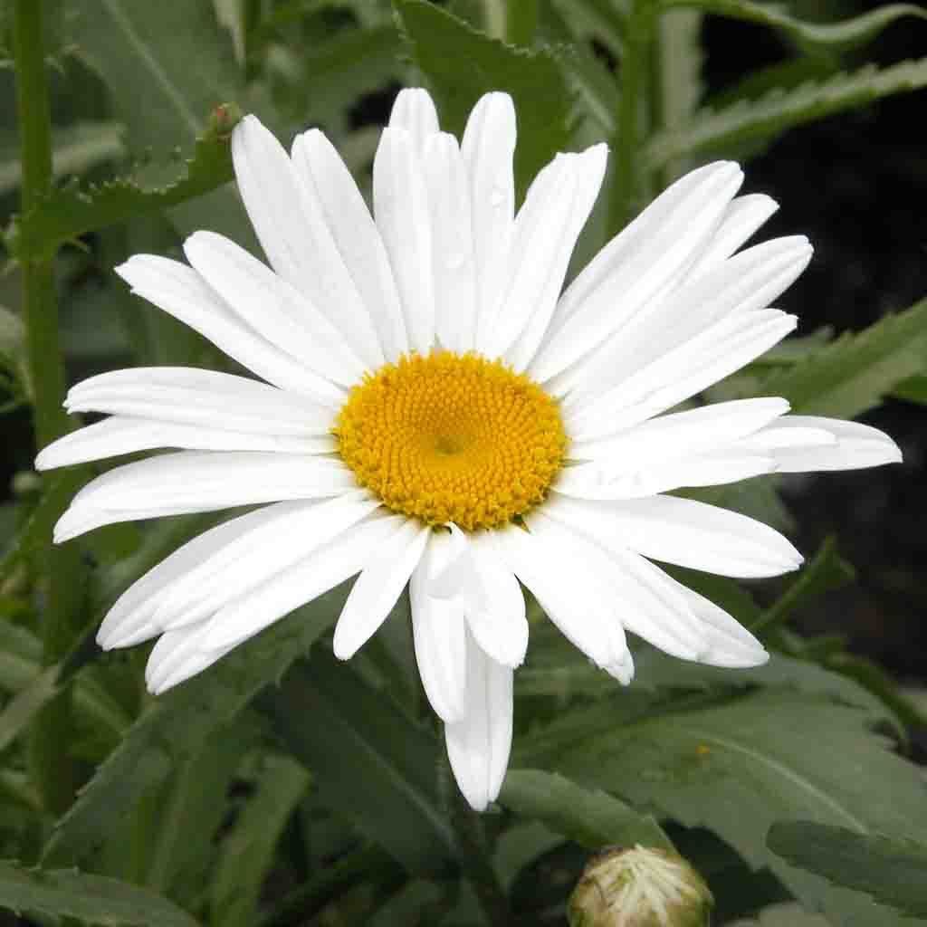 Shasta Daisy, Alaska Seeds, 300mg - Ferry - Morse