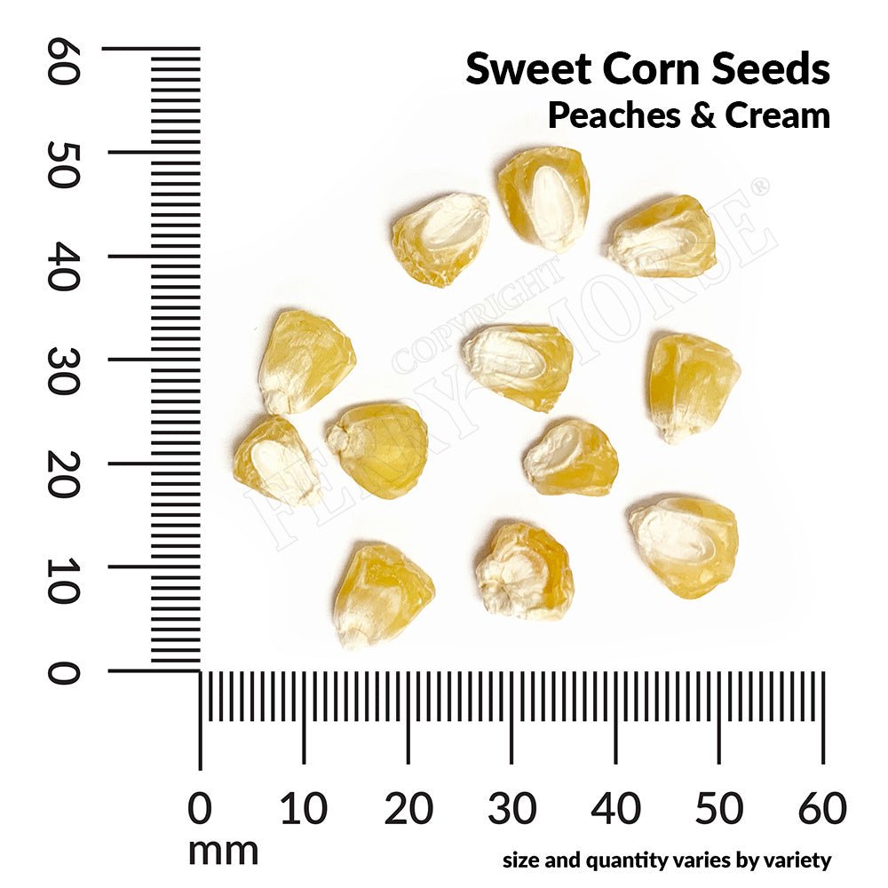 Sweet Corn, Peaches & Cream Hybrid Seeds, 14.9g - Ferry - Morse
