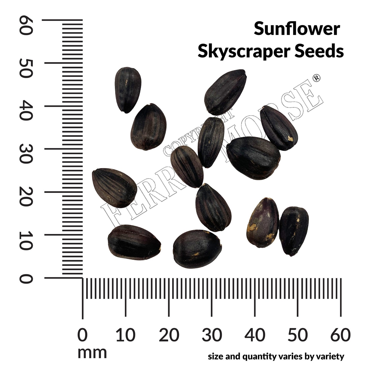 Sunflower, Skyscraper Seeds