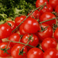 Tomato, Supersweet 100 