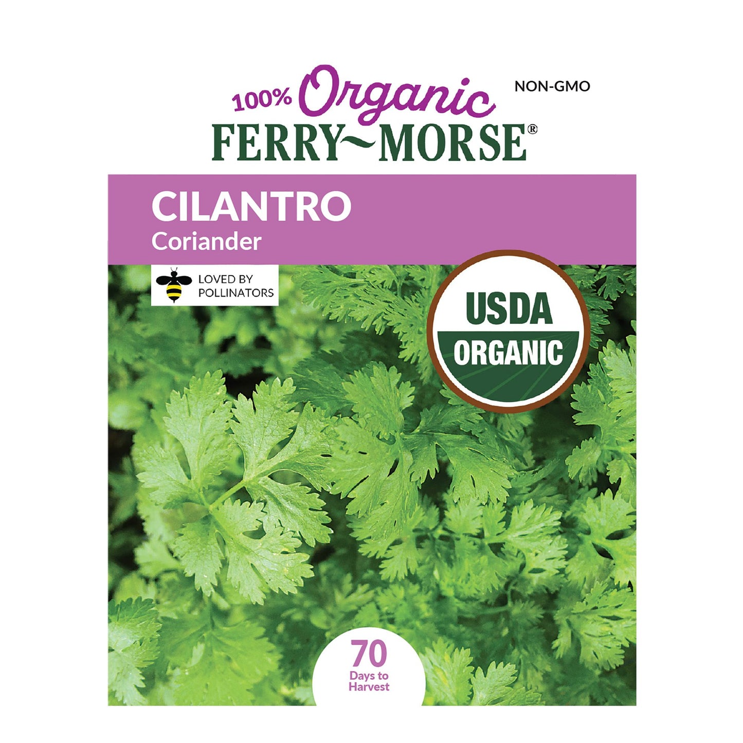 Cilantro, Coriander Organic Seeds