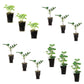 Italian Vegetable & Herb Plantlings Kit Live Baby Plants 1-3in., 12-Pack