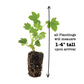 Geranium Ivy Precision Dark Salmon Plantlings Live Baby Plants 1-3in., 6-Pack