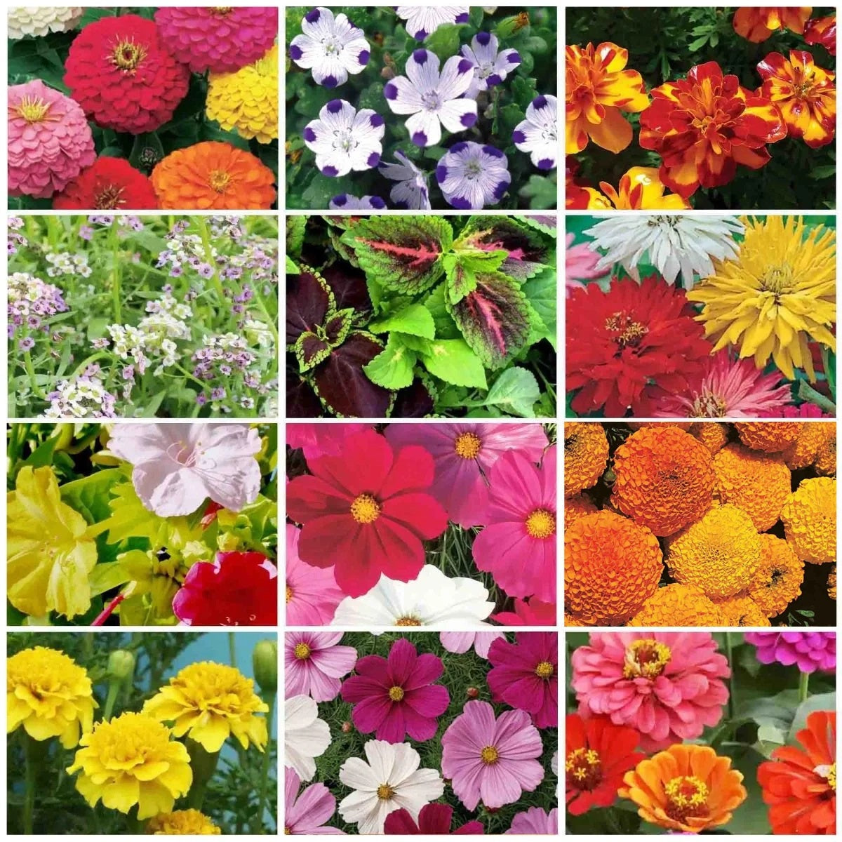 Complete Indoor Growing Seed Starting Kit, Annual Flower Seeds - Ferry - Morse