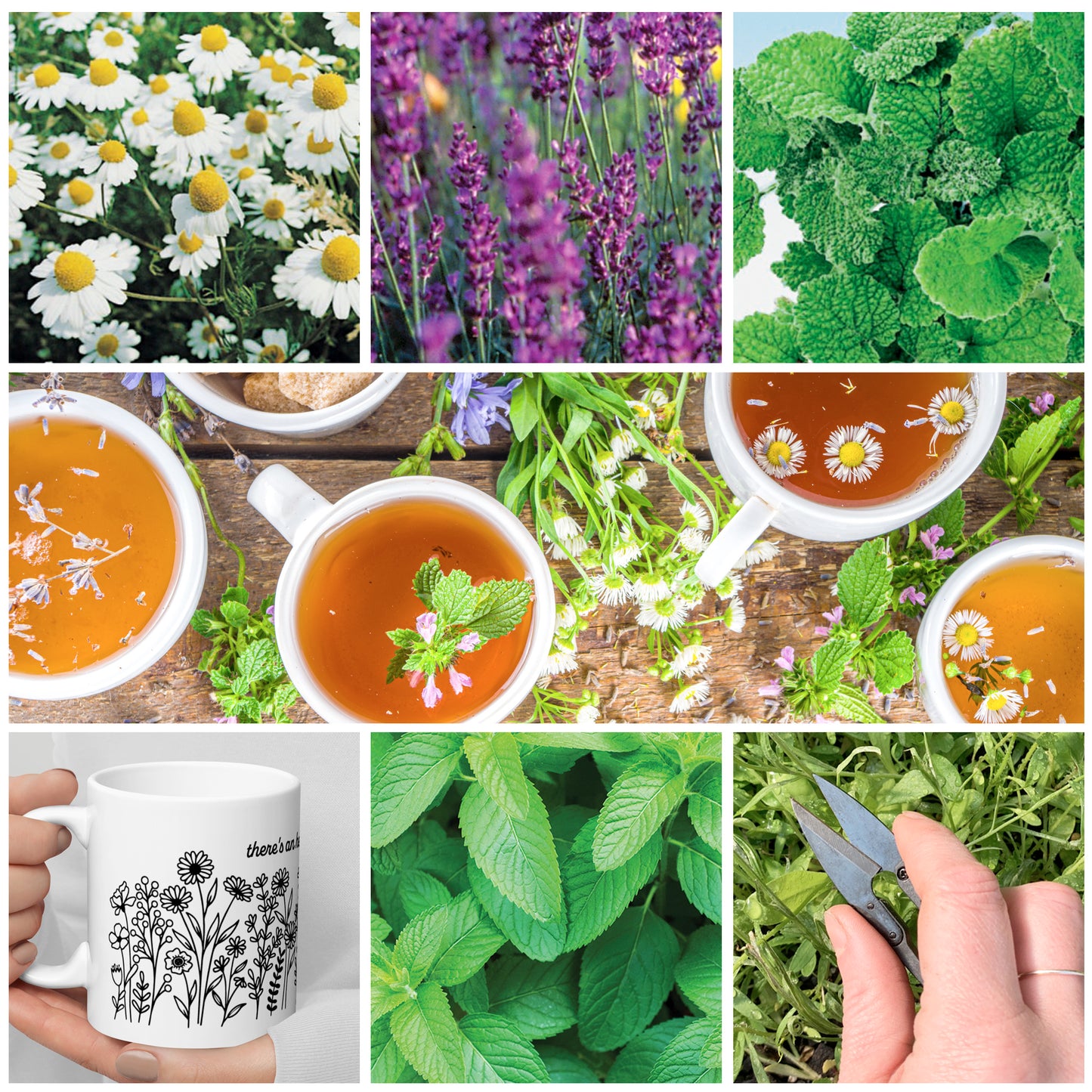 Grow Your Own Tea Herb Kit with Mug
