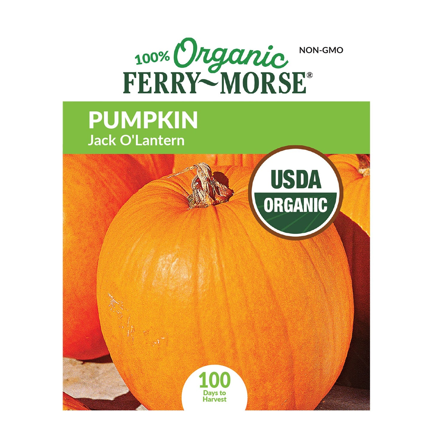 Pumpkin, Jack O'Lantern Organic Seeds