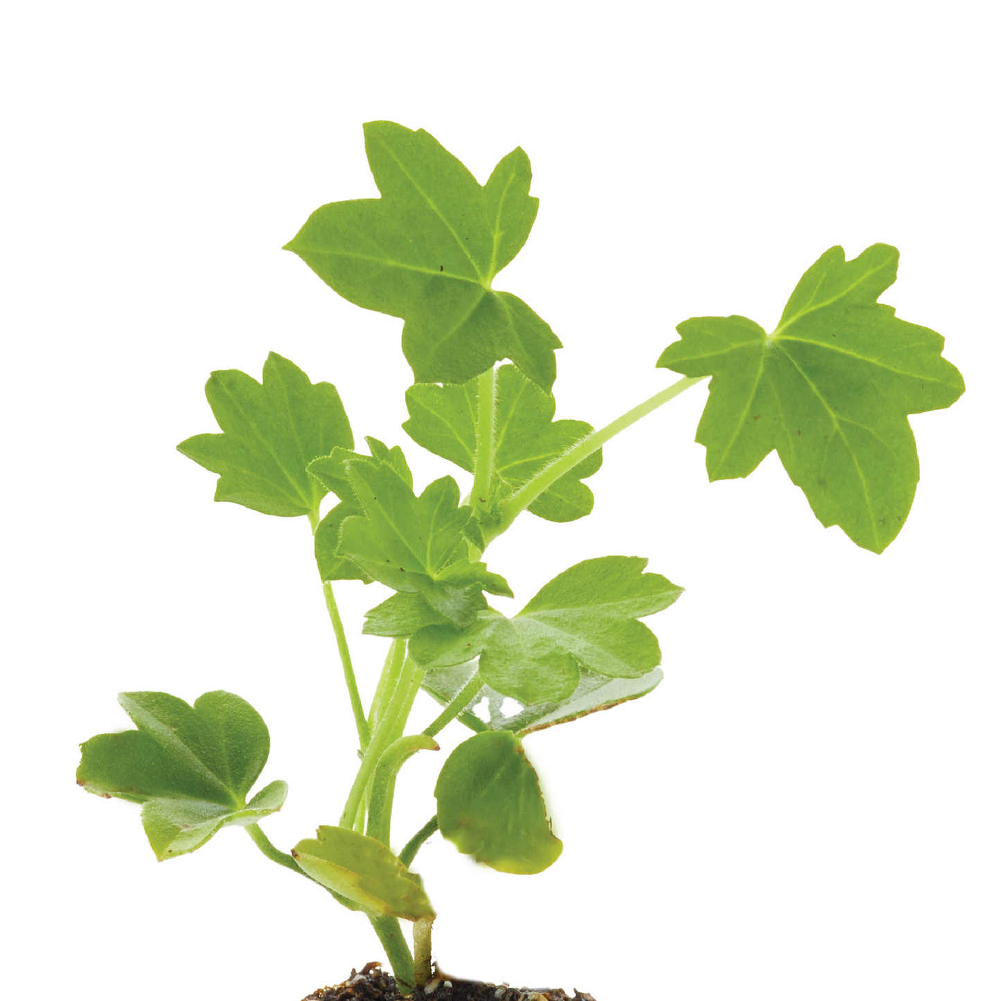 Geranium Ivy Precision Dark Burgundy Plantlings Live Baby Plants 1-3in., 6-Pack
