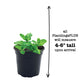 Catmint Plantlings Plus Live Baby Plants 4in. Pot, 2-Pack