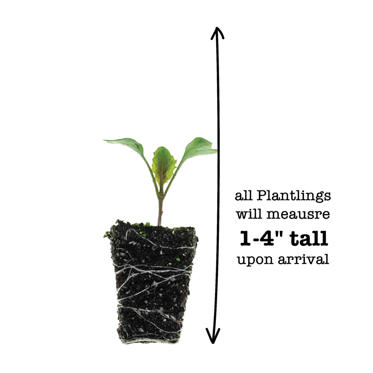 Cauliflower Snow Crown Plantlings Live Baby Plants 1-3in., 3-Pack