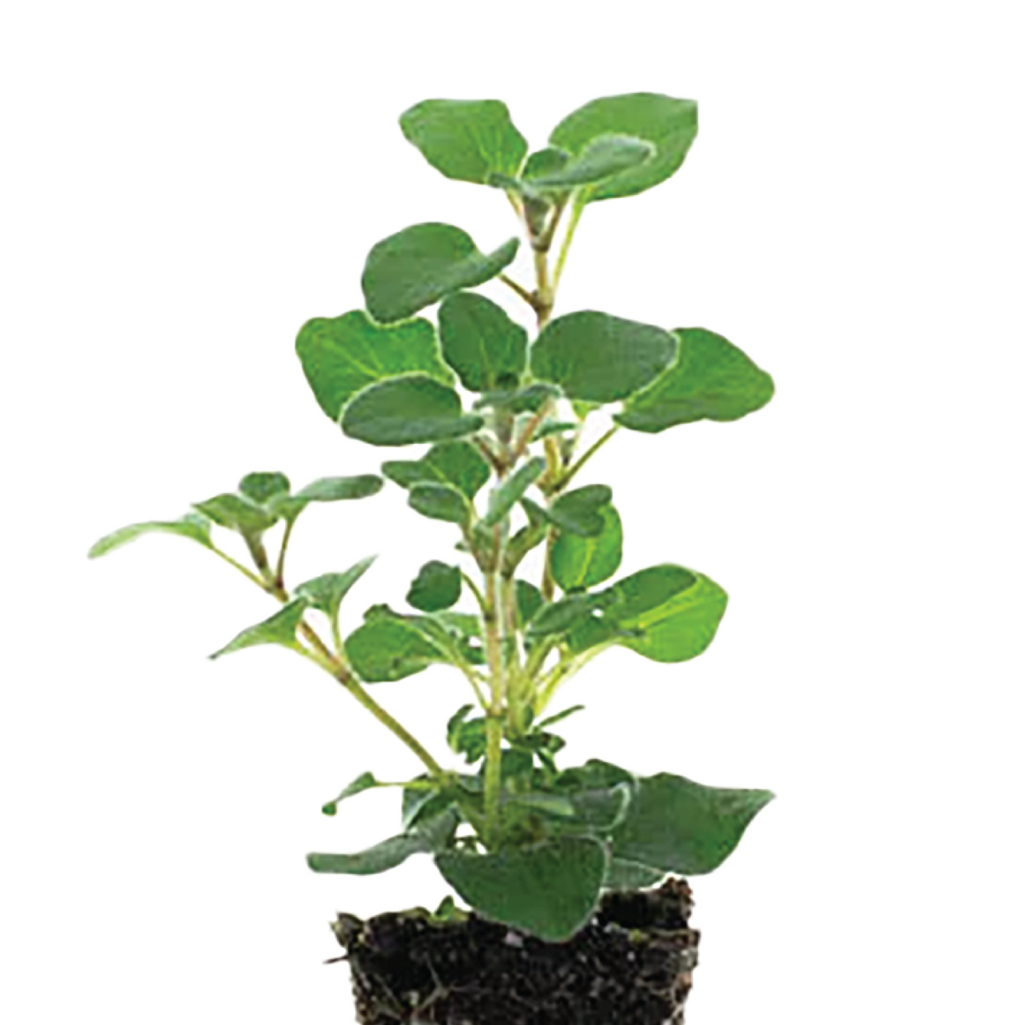 Oregano Italian Plantlings Live Baby Plants 1-3in., 3-Pack