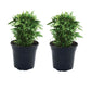 Coreopsis Aur Nana  Plantlings Plus Live Baby Plants 4in. Pot, 2-Pack