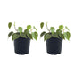 Philodendron Cordatum Heartleaf Plantlings Plus Live Baby Plants 4in. Pot, 2-Pack