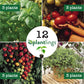 Italian Vegetable & Herb Plantlings Kit Live Baby Plants 1-3in., 12-Pack