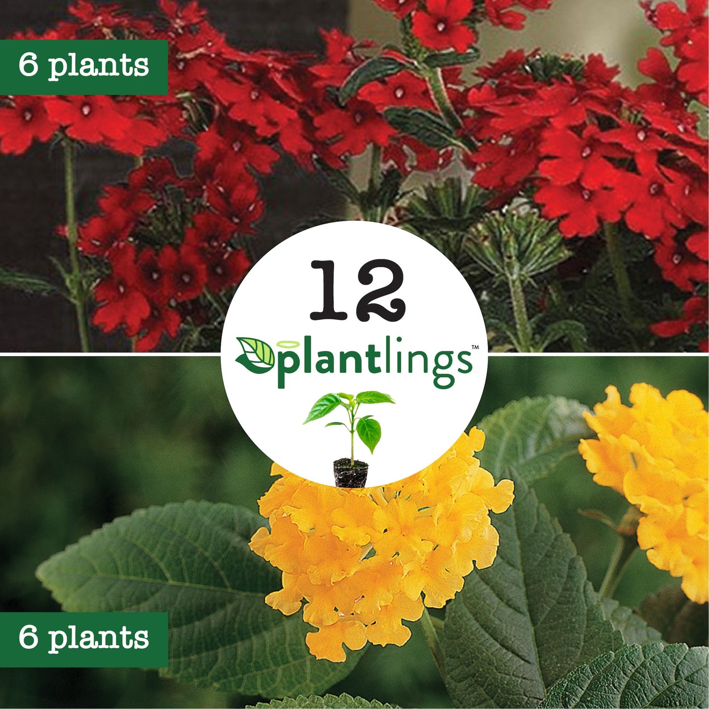 Red & Yellow Flower Plantlings Kit Live Baby Plants 1-3in., 12-Pack
