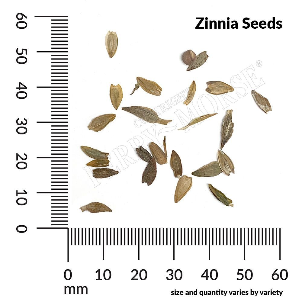 Zinnia, Candy Cane Seeds, 1.1g - Ferry - Morse