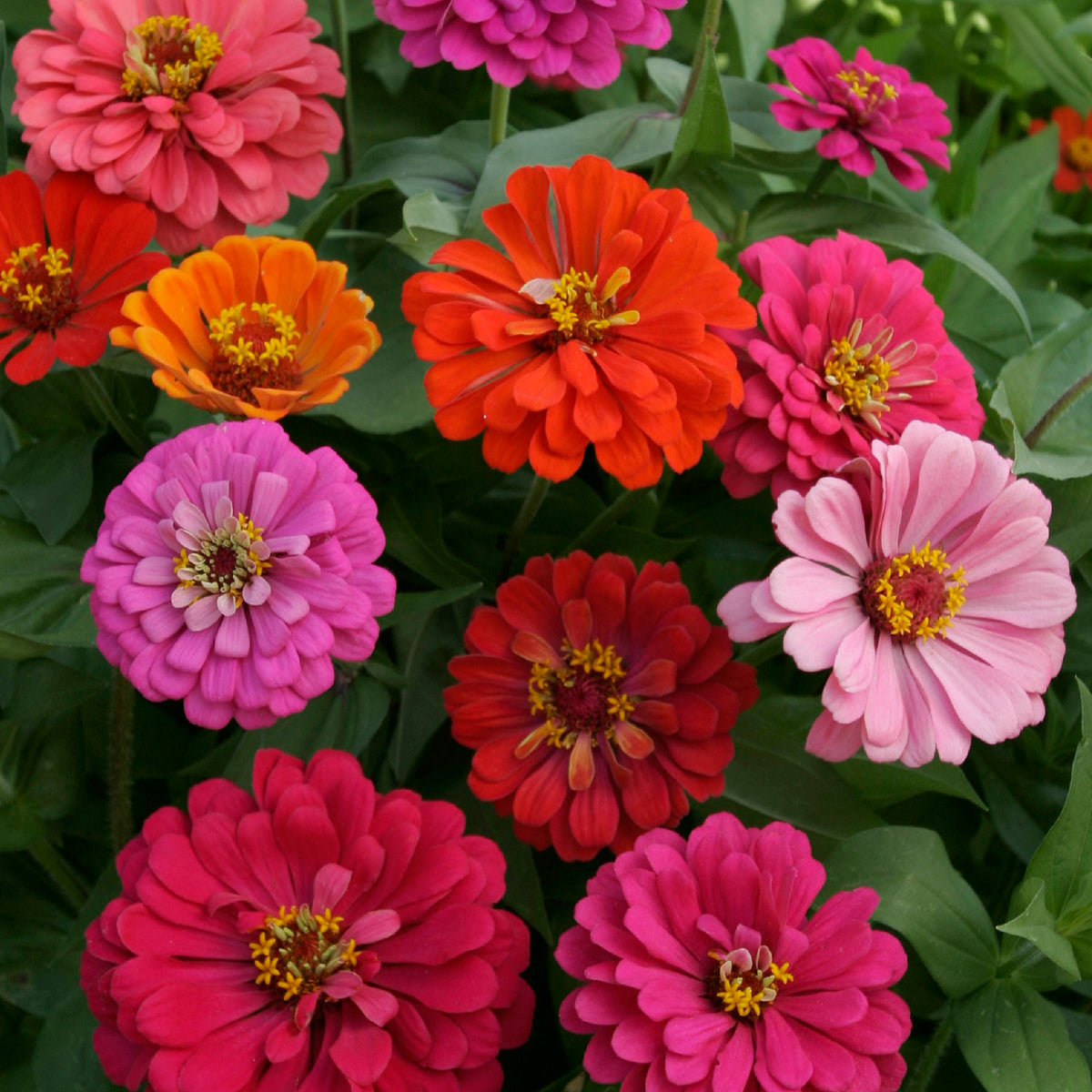 Zinnia California Giants Mixed Colors