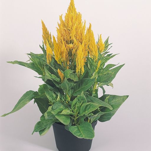 Celosia Fresh Look Yellow Plantlings Plus Live Baby Plants 4in. Pot, 2-Pack