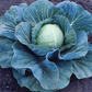 Cabbage Stonehead Plantlings Plus Live Baby Plants 4in. Pot, 2-Pack