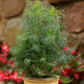 Dill, Fernleaf Seeds Online Edition
