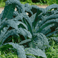 Kale, Lacinato Organic Seeds, 1.9g - Ferry - Morse