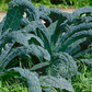 Lacinato Dinosaur Kale close-up, gray green leaves ready for harvesting and consumption.