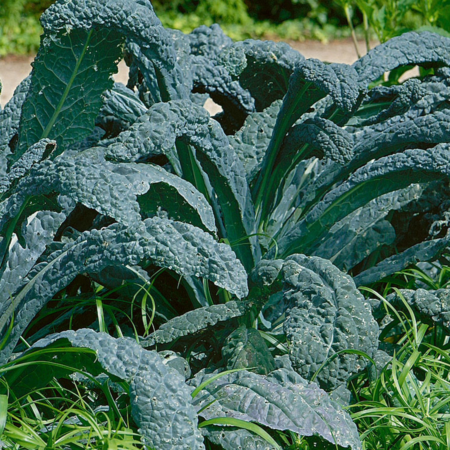 Lacinato Dinosaur Kale close-up, gray green leaves ready for harvesting and consumption.