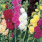 Summer Carnival Hollyhock Mix Annual Flower Seeds from Ferry Morse_Picture shows beautiful blooming red hollyhock, pink hollyhock, white hollyhock, yellow hollyhock, light pink hollyhock, deep red hollyhock.