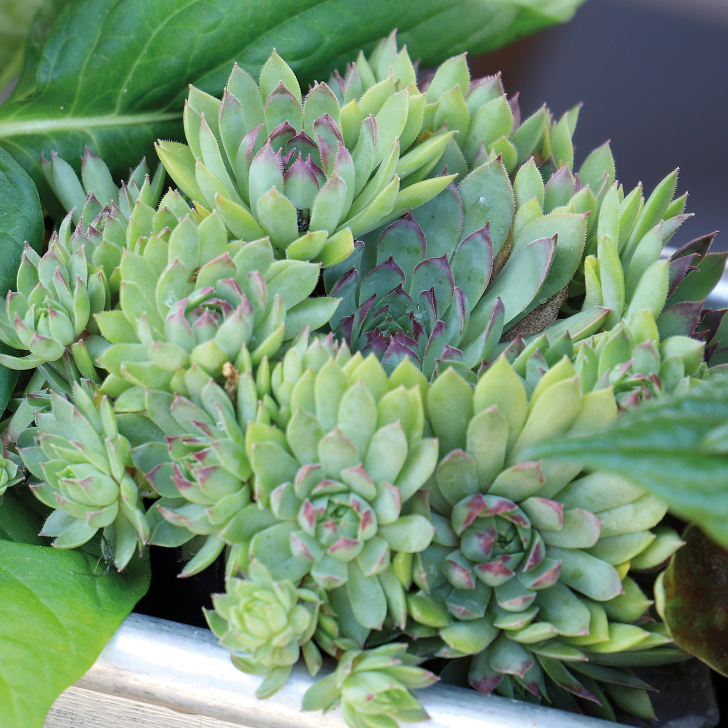 Succulent Sempervivum Hippie Chicks Plantlings Plus Live Baby Plants 4in. Pot, 2-Pack