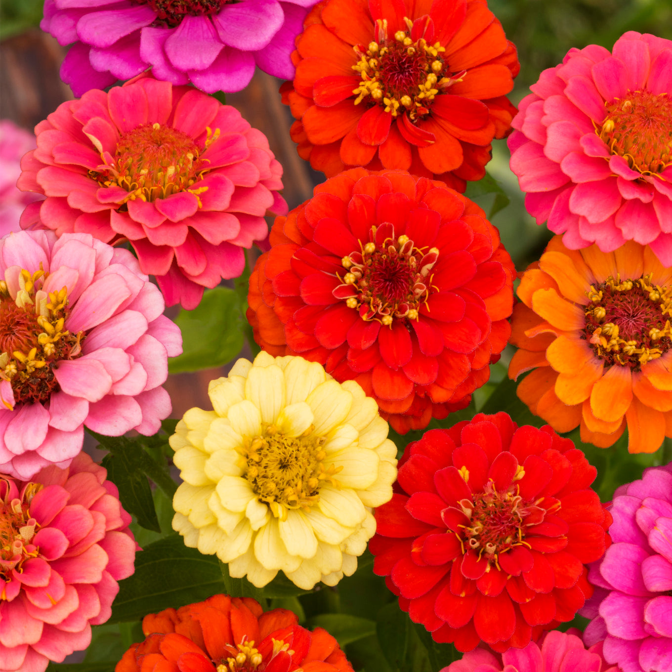 Thumbelina Dwarf Mixed Colors Zinnia seeds, fully matured and blooming beautiful blooms of yellow, orange, red, and pinks.