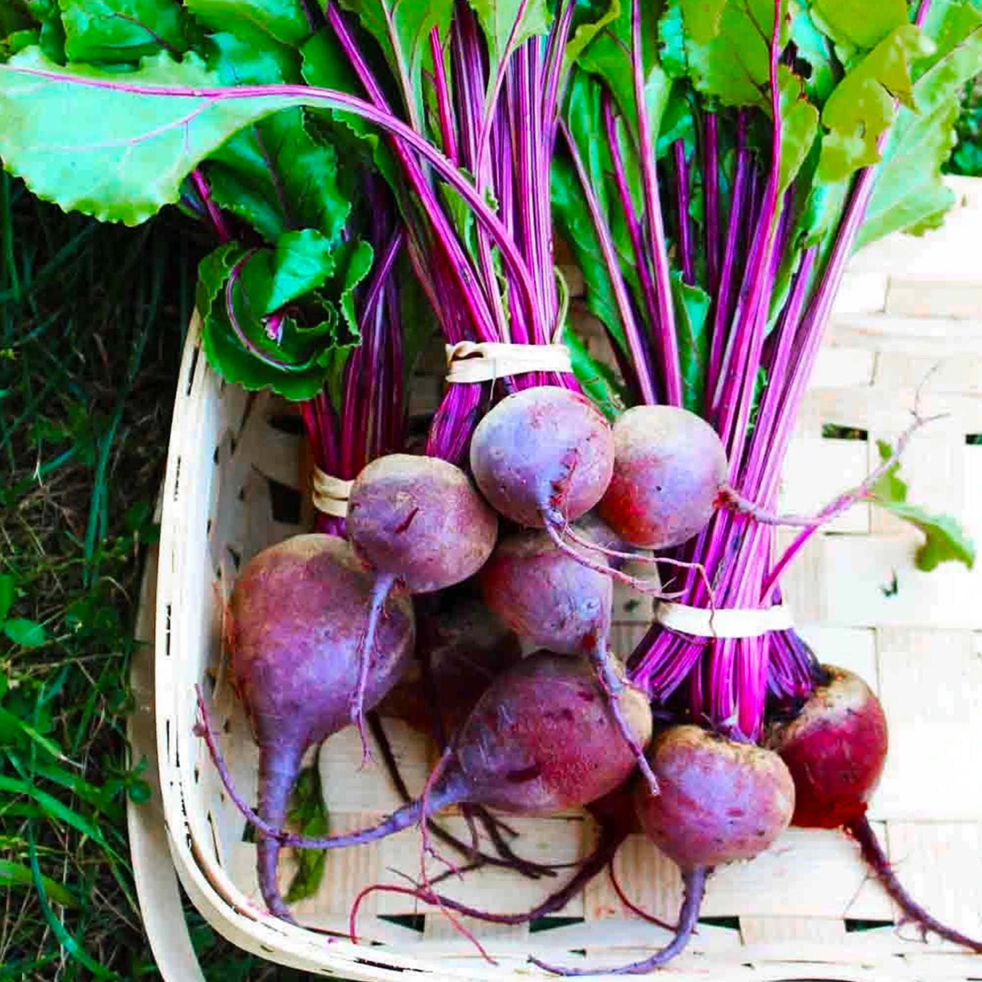 Tall Top Early Wonder Beets seeds fully matured and harvested inside of a basket.