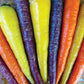 Carrot, Rainbow Mix Seed Tape