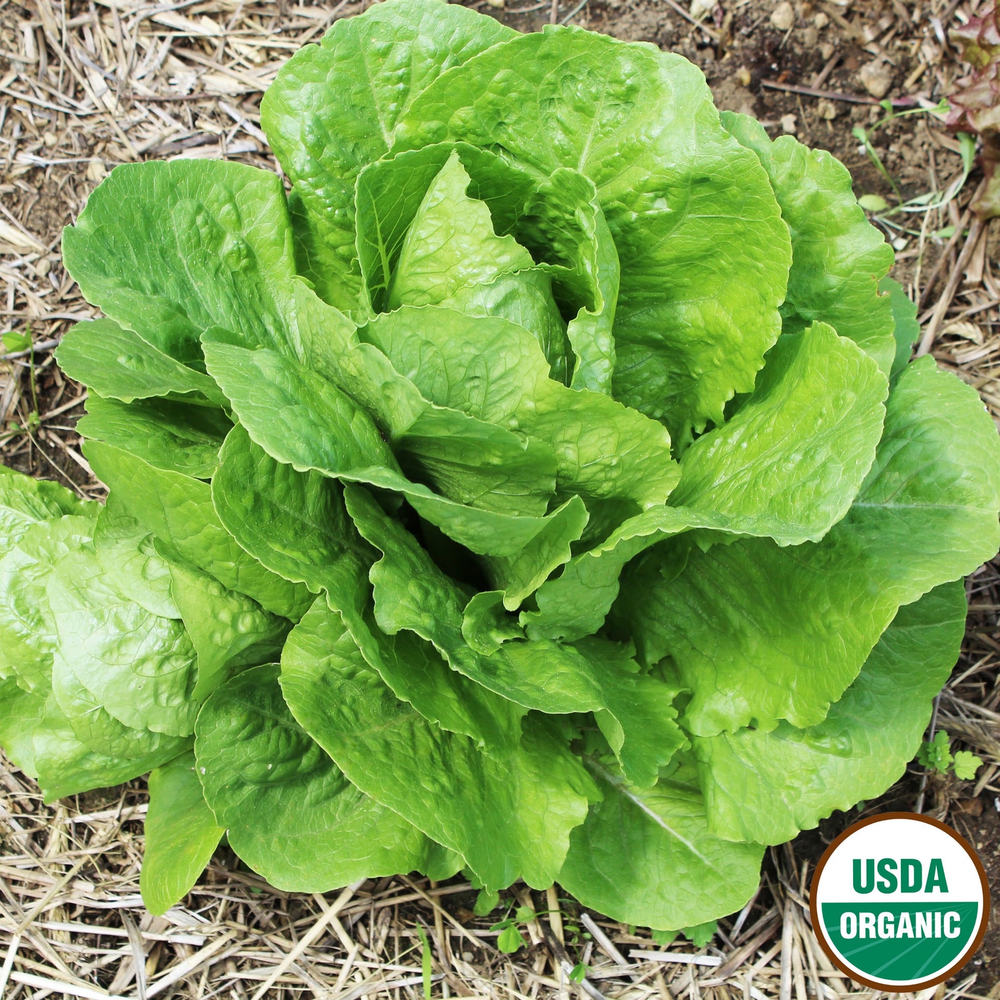 Organic Parris Island Cos Lettuce seeds fully matured and ready for harvesting. Picture shows head of beautiful green lettuce leaves.