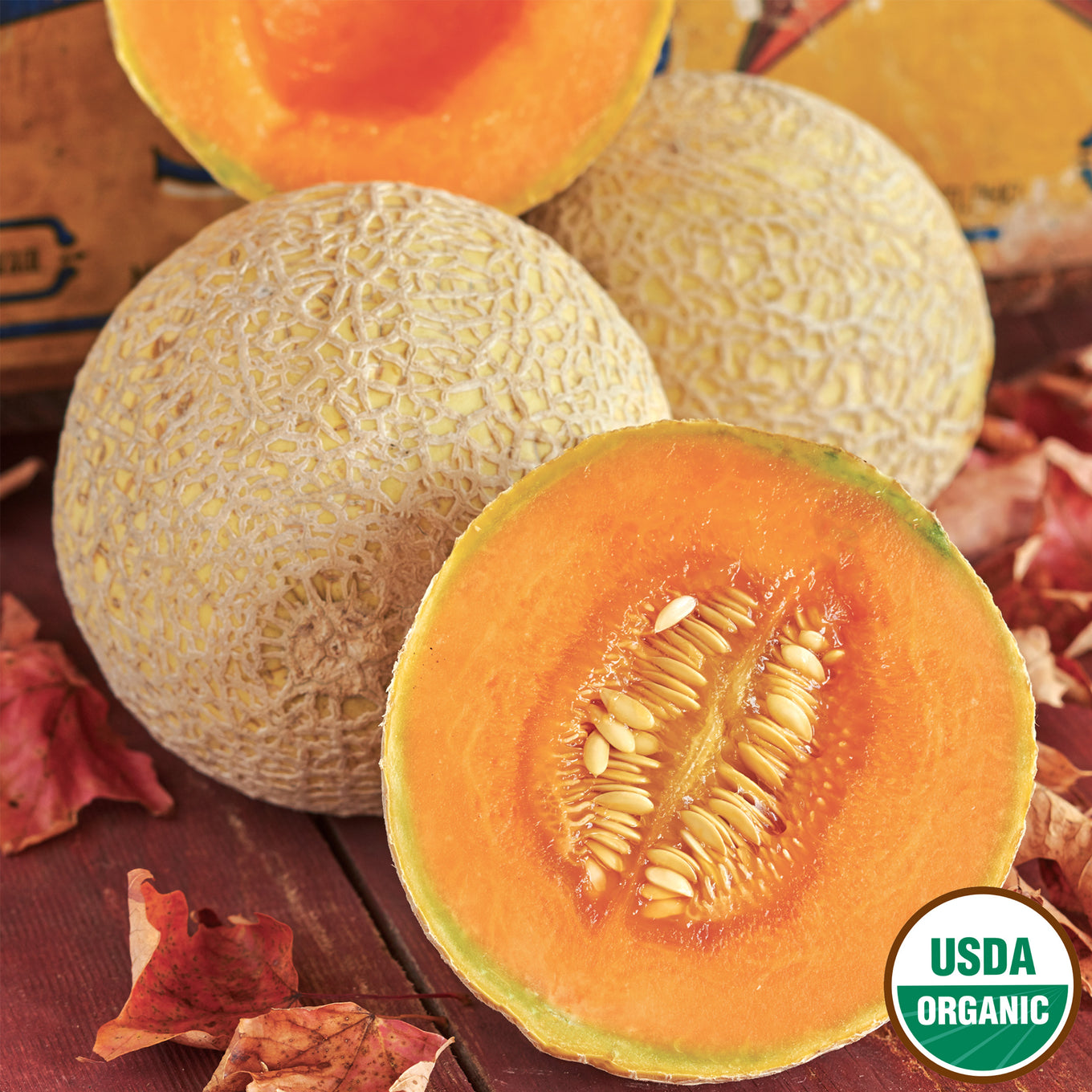 Hearts of Gold Organic Cantaloupe seeds fully matured and harvested, shows melon cut in half for reference of seeds and flesh.