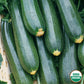 Organic Black Beauty Zucchini Squash Seeds from Ferry Morse Home Gardening fully matured and harvested.