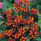 Butterfly Weed Asclepias Tuberosa Red Plantlings Live Baby Plants 1-3in., 6-Pack
