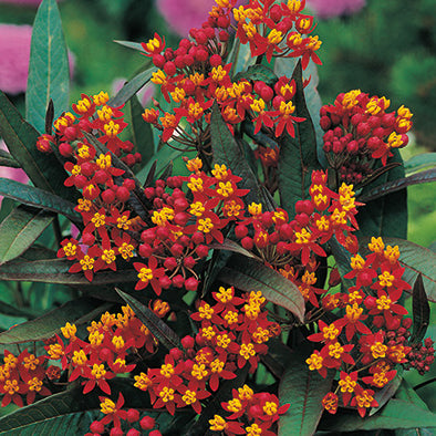 Butterfly Weed Asclepias Tuberosa Red Plantlings Live Baby Plants 1-3in., 6-Pack