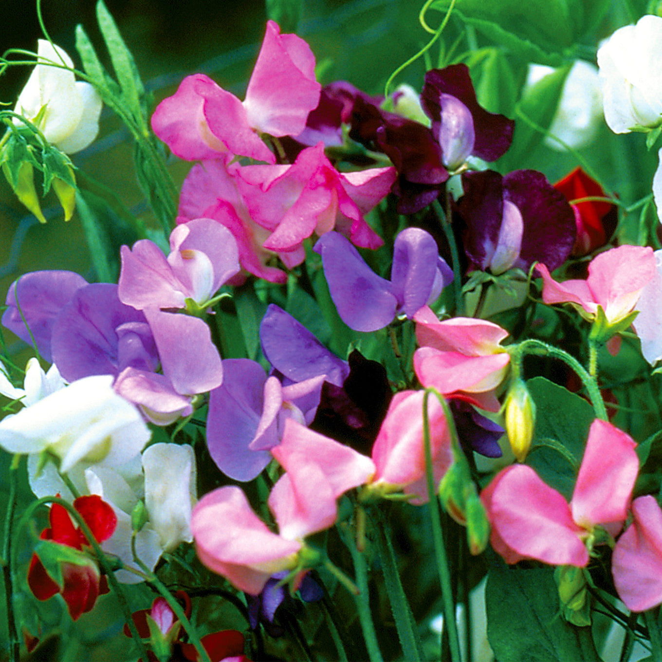 Early Flowering Mixed Colors Sweet Pea Flower seeds fully grown and matured, blooming their beautiful shades of whites, blues, pinks and reds.