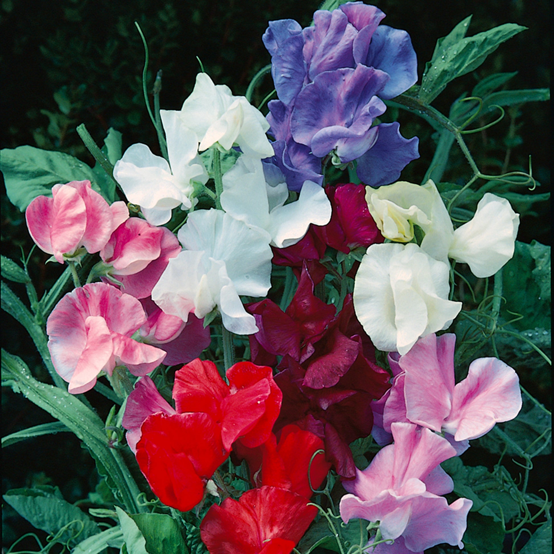 Mixed Colors Jet Set Sweet Pea flower seeds_picture displays fully grown and blooming mixed colors sweet peas, blooms include blue, pink, red and white shades.
