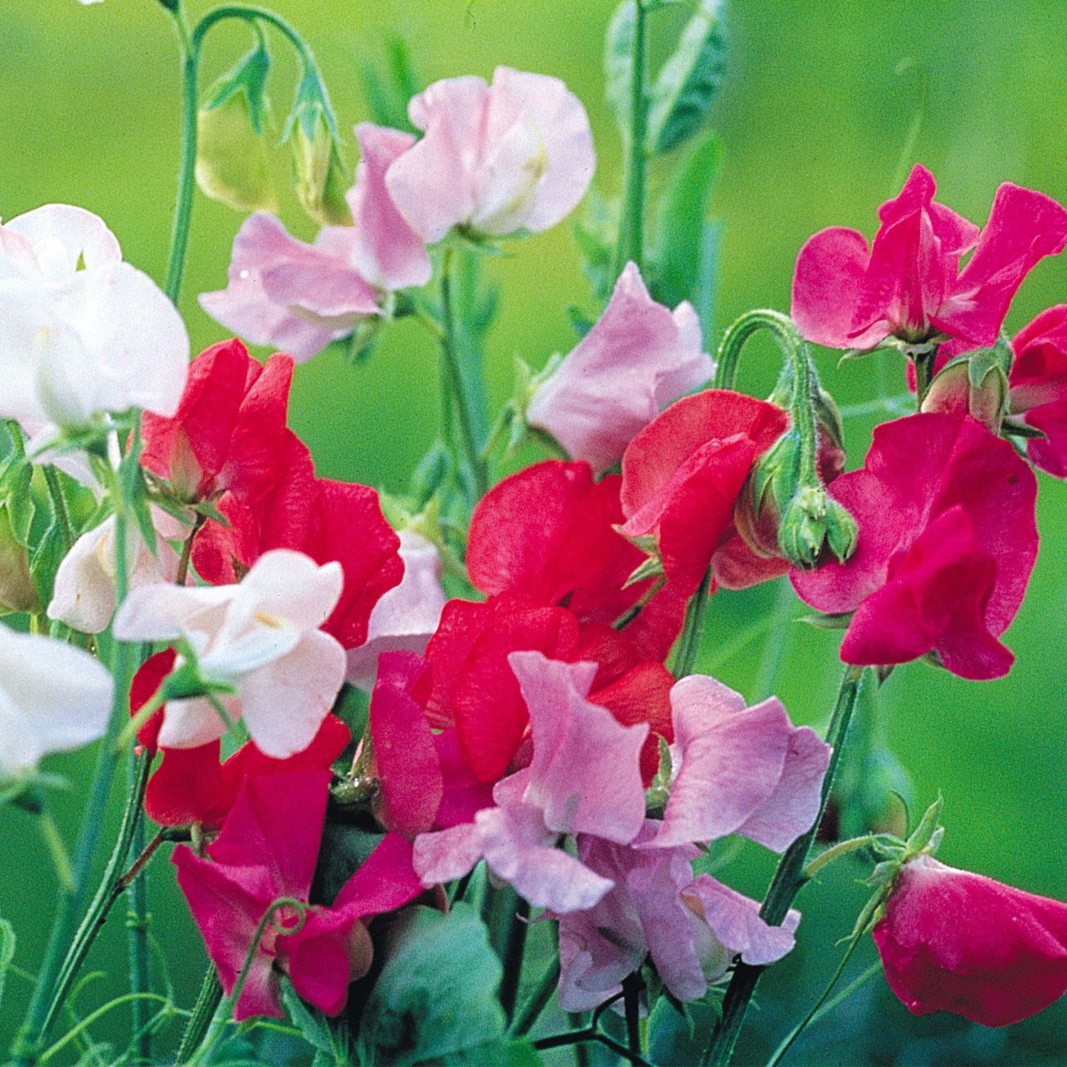 Mixed Colors Royal Family Sweet Pea Flower seeds fully matured and blooming their beautifully ruffled blooms in colors of red, pink and white.