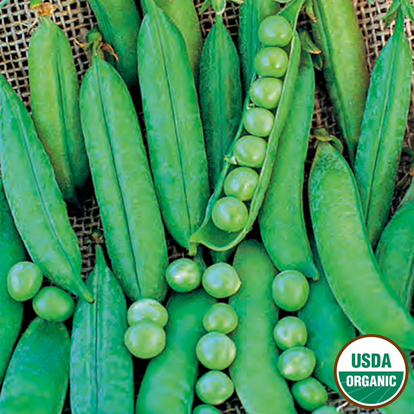 Green Arrow Organic Pea seeds from Ferry Morse fully matured and harvested with one pea pod open to show peas inside.