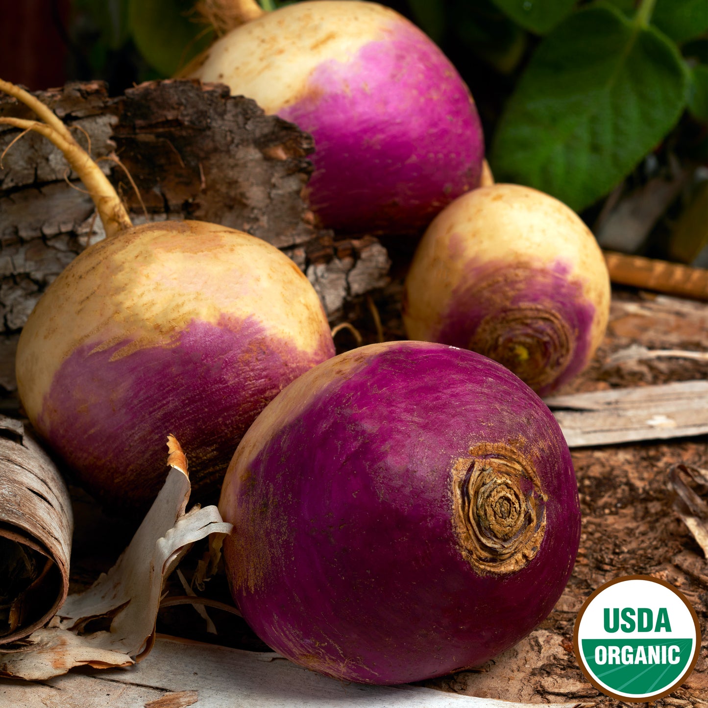 Purple Top Organic Turnip seeds fully grown and matured and pulled.