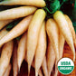 Organic Short Top Icicle Radish seeds fully matured and newly harvested from Ferry-Morse